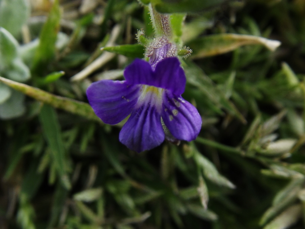 Stemodia bartsioides