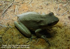 Litoria adelaidensis