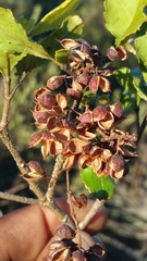 Pterophylla bojeriana image