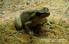 Litoria adelaidensis