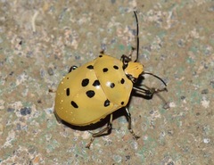 Augocoris gomesii