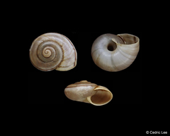Eremarionta millepalmarum