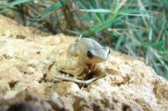 Litoria adelaidensis