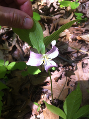 Trillium catesbaei