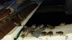 Ranoidea cyclorhynchus