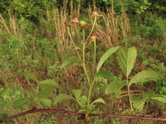 Rubus meracus