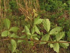 Rubus meracus