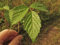 Rubus meracus