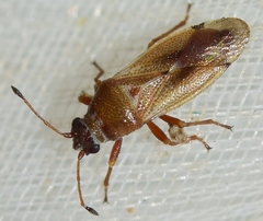 Cymus melanocephalus