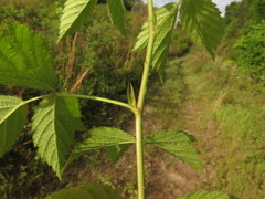 Rubus meracus