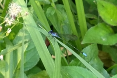 Argia pulla