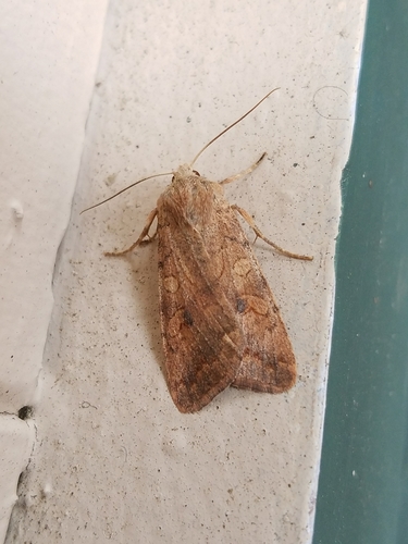 Agrochola verberata