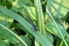 Argia pulla