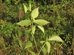 Rubus meracus