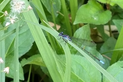 Argia pulla