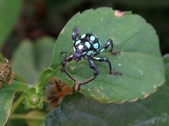 Pachyrhynchus tobafolius