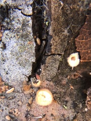 Sphaerobolus stellatus