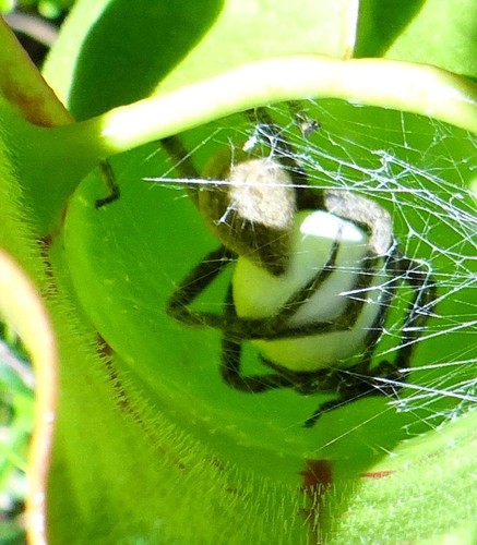 American Nursery Web Spider, Brown's Lake Bog, Brown Rd, Shreve, OH 44676, USA, photo 9 of 10