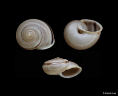 Cahuillus indioensis