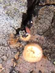 Sphaerobolus stellatus