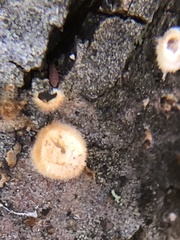 Sphaerobolus stellatus