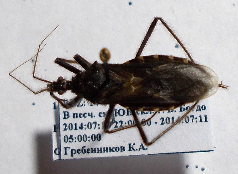 Holotrichius bergrothi
