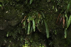 Notogrammitis ciliata