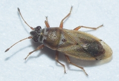 Cymus melanocephalus