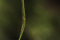 Notogrammitis ciliata