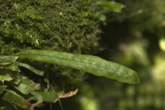 Notogrammitis ciliata