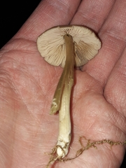 Entoloma conferendum