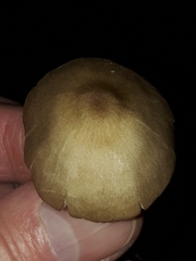 Entoloma conferendum