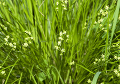 Stellulatae