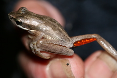 Litoria adelaidensis