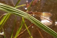 Argia