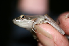 Litoria adelaidensis