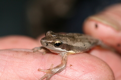 Litoria adelaidensis