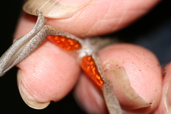 Litoria adelaidensis