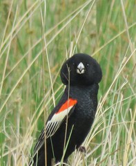 Euplectes progne progne