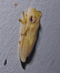 Dendropsophus minutus