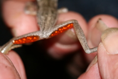 Litoria adelaidensis