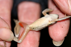Litoria adelaidensis