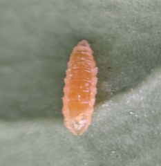 Aphidoletes