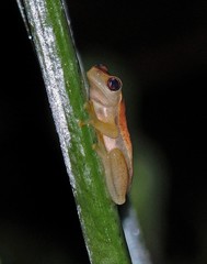 Dendropsophus nanus