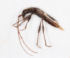 Coptocercus crucigerus