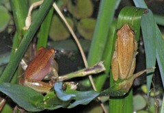 Dendropsophus nanus