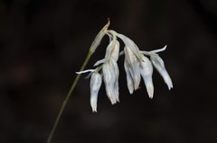 Burmannia longifolia