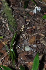 Burmannia longifolia