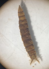 Athericidae