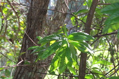 Dodonaea viscosa subsp. viscosa image